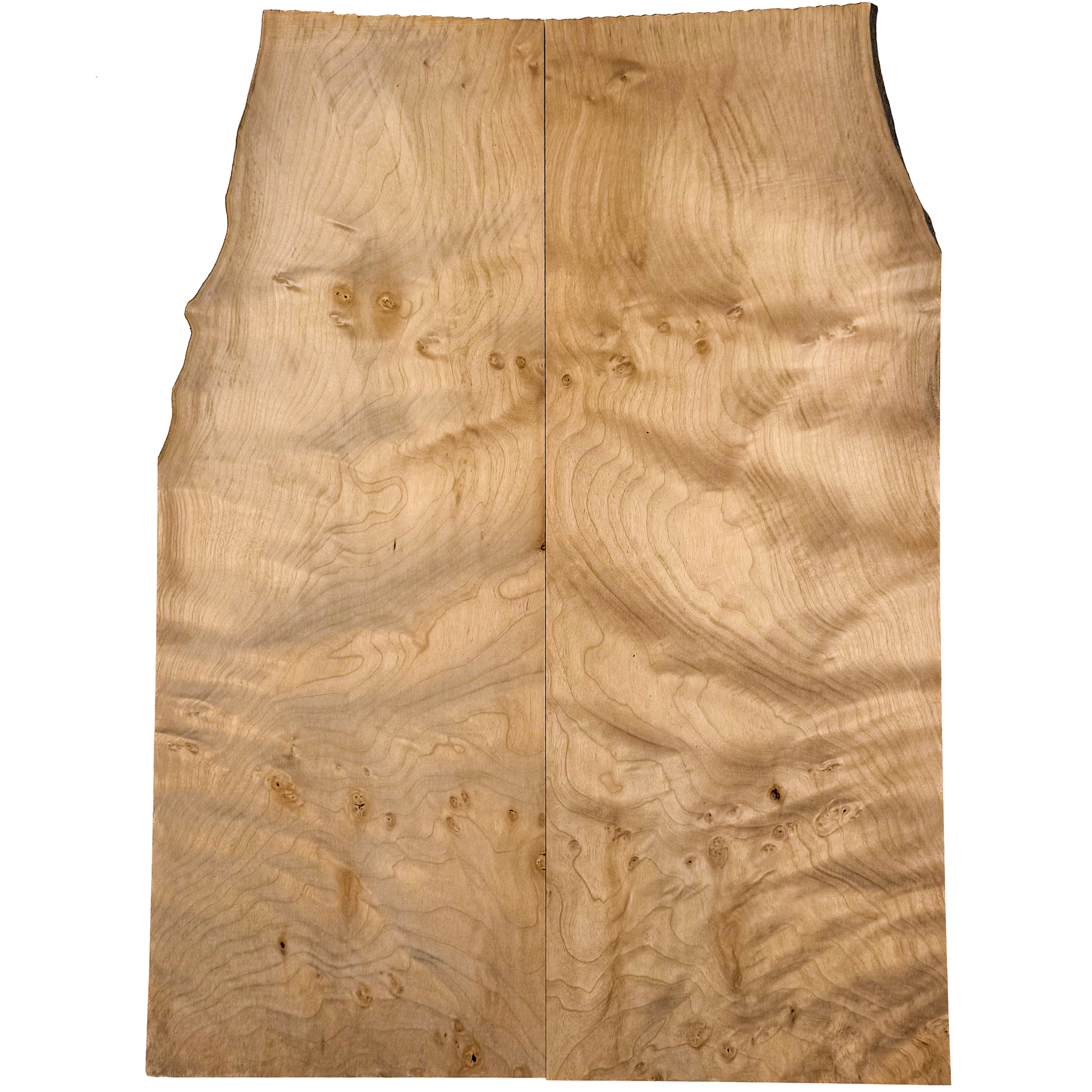 geflammter Vogelaugenahorn